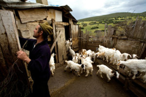 Итальянские пастухи